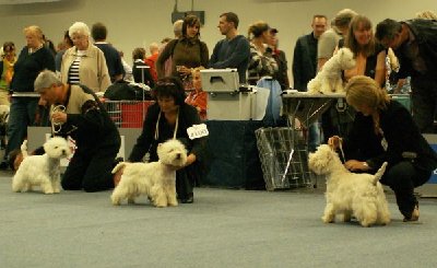 13.10.06 Zwischenklasse Rüden.jpg
