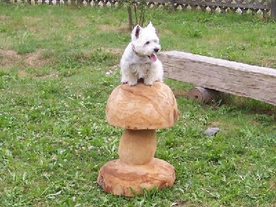 1638_1153253289_Kopie von Schwarzwald 1[1].7.-14.7.2006 124.jpg