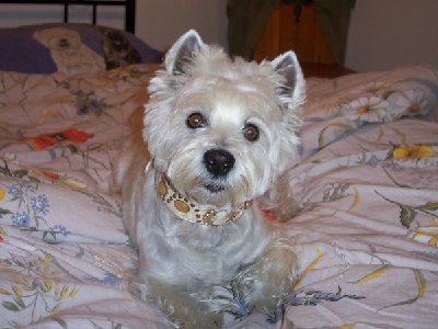 1638_1153253386_Kopie von Schwarzwald 1[1].7.-14.7.2006 062.jpg