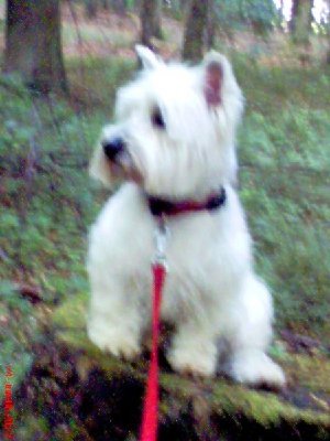 1766_1151180106_Kira-Wald3.jpg