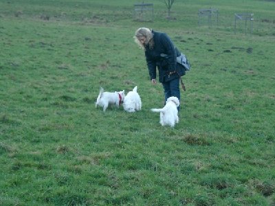 1916_1168891546_Westie Stammtisch 006.jpg