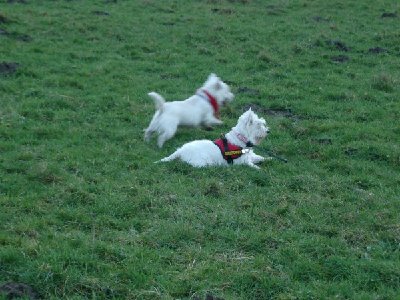 1916_1168891836_Westie Stammtisch 007.jpg