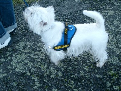 1916_1168892307_Westie Stammtisch 010.jpg