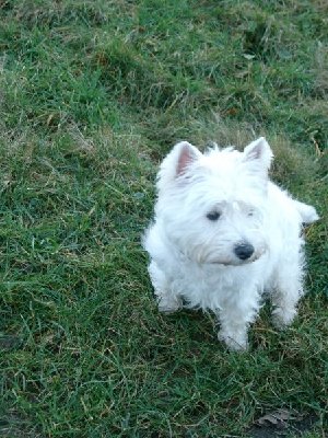 1916_1168892552_Westie Stammtisch 012.jpg