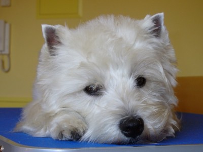 2739_1252406478_lazy.jpg