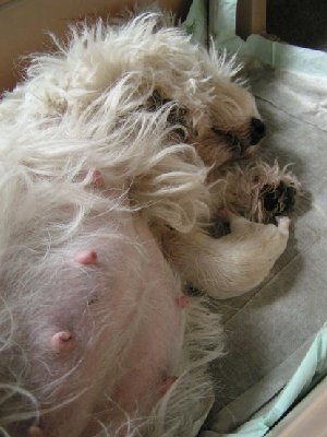 6 Hunde.JPG