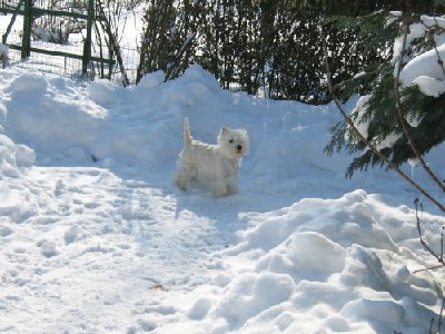 Abi im Hundegarten  2 ,12,03,06.JPG