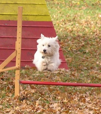 agility-kl.jpg