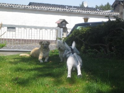 Asterix & Ambra 10.05.2006_001.jpg