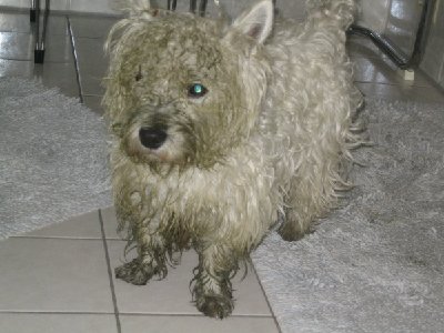 Asterix der Afrowestie 04.2006 004.jpg
