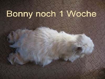 bonny1.JPG