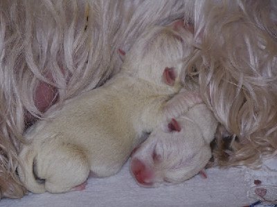 calypso u. curtis klein.jpg