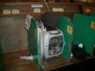 Crufts-2008-013.jpg