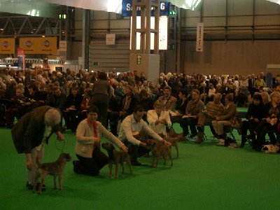 Crufts-2008-036.jpg