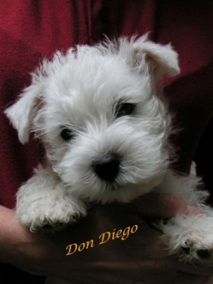 Don Diego.JPG