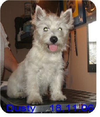 Dusty 1.JPG