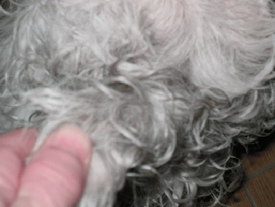 GrößenänderungGrößenänderungGrößenänderungGrößenänderungGrößenänderungBild-23.gif