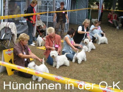 Hündin O-K.JPG