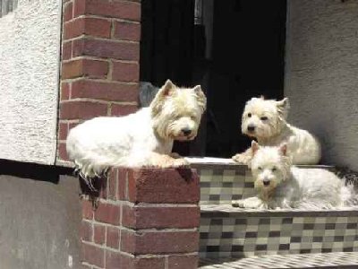 Jerry, Misu und Nolie verkleinert 3.jpg