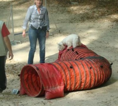 Kea- Mama ich schwre Du sagest Jump und nicht Tunnel durch.jpg