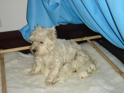 mausi-babys.jpg