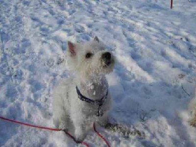 Nolie im Schnee 2.jpg