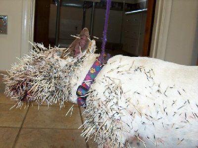 pitbull_gegen_stachelschwein2.jpg