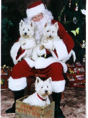 Santa_westies_300.jpg