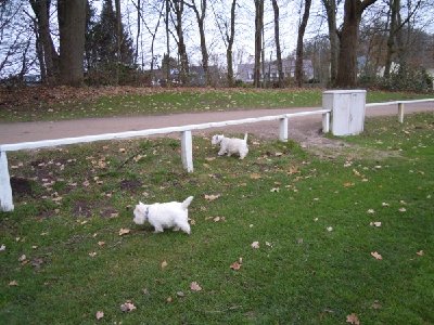 viel zu Schnüffeln.jpg