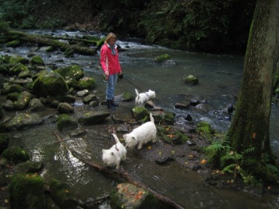 Westietreffen 10.jpg