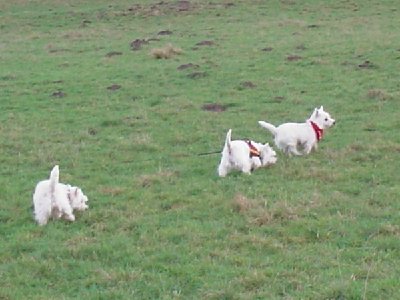 Westietreffen_14.01.2007 Forum.jpg