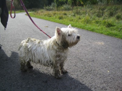 Westietreffen 19.jpg