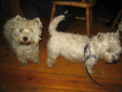 Westietreffen 25.jpg