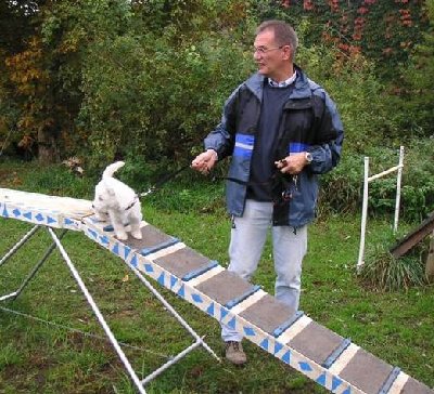 Y-Scotty in der Welpenschule.jpg