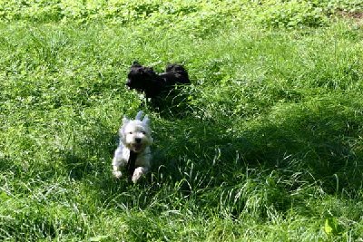 Yogi-mit-Pepi2.jpg