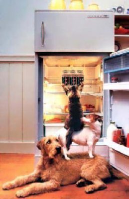 hundkatzemaus_0001.jpg