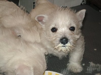 Milchschnauze10 1.JPG